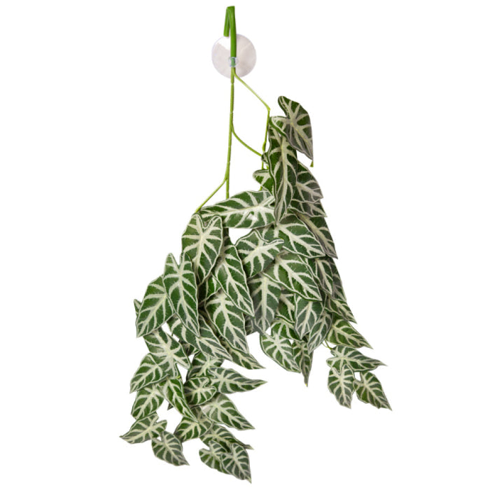 Reptile enclosure decorations available at Sydney Reptiles, designed to enhance your pet’s habitat with realistic and safe decorations. Perfect for Bearded Dragons, Snakes, Bluetongue Lizards, and Monitor Lizards, these decorations create a natural, enriching environment that promotes exploration and hides. Add a touch of the wild to your reptile's home with rocks, plants, logs, and other accessories that provide both visual appeal and functional benefits for your pet's well-being.