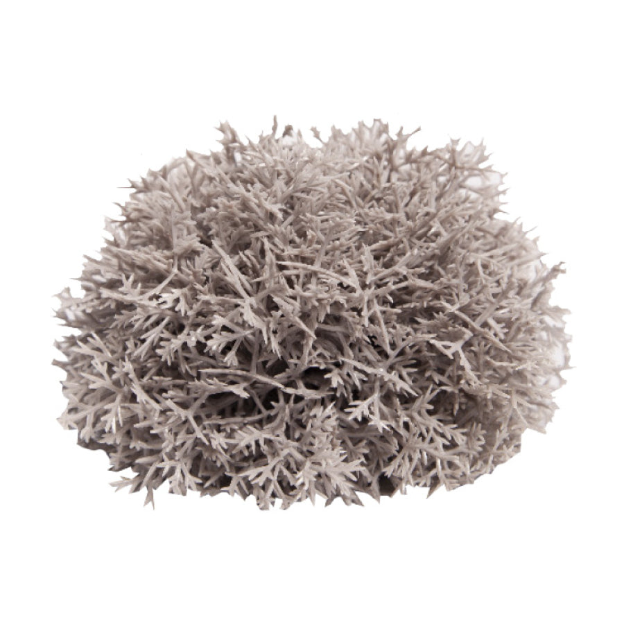 Reptile One Mini Plants