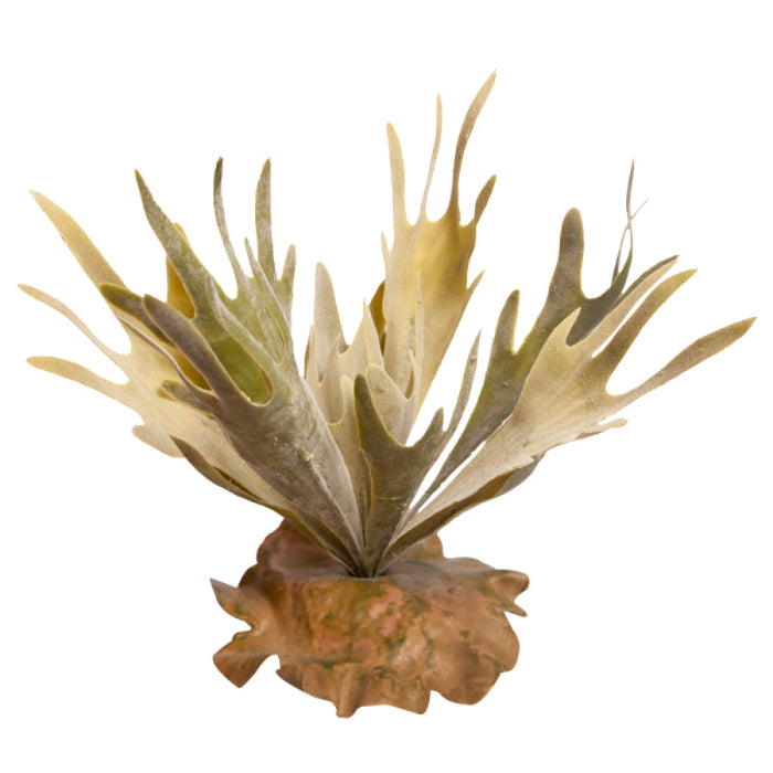 Reptile enclosure decorations available at Sydney Reptiles, designed to enhance your pet’s habitat with realistic and safe decorations. Perfect for Bearded Dragons, Snakes, Bluetongue Lizards, and Monitor Lizards, these decorations create a natural, enriching environment that promotes exploration and hides. Add a touch of the wild to your reptile's home with rocks, plants, logs, and other accessories that provide both visual appeal and functional benefits for your pet's well-being.