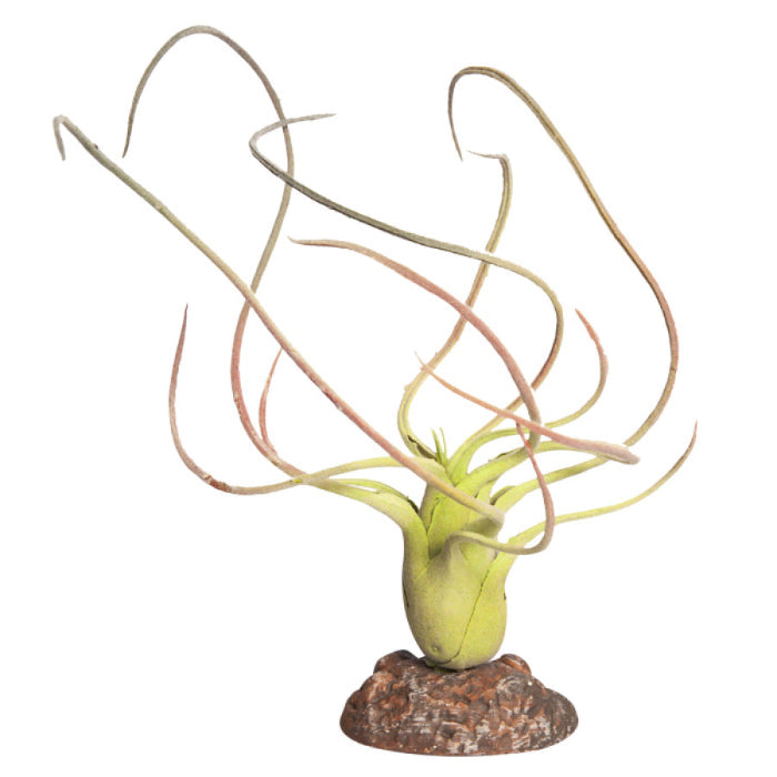 Reptile enclosure decorations available at Sydney Reptiles, designed to enhance your pet’s habitat with realistic and safe decorations. Perfect for Bearded Dragons, Snakes, Bluetongue Lizards, and Monitor Lizards, these decorations create a natural, enriching environment that promotes exploration and hides. Add a touch of the wild to your reptile's home with rocks, plants, logs, and other accessories that provide both visual appeal and functional benefits for your pet's well-being.