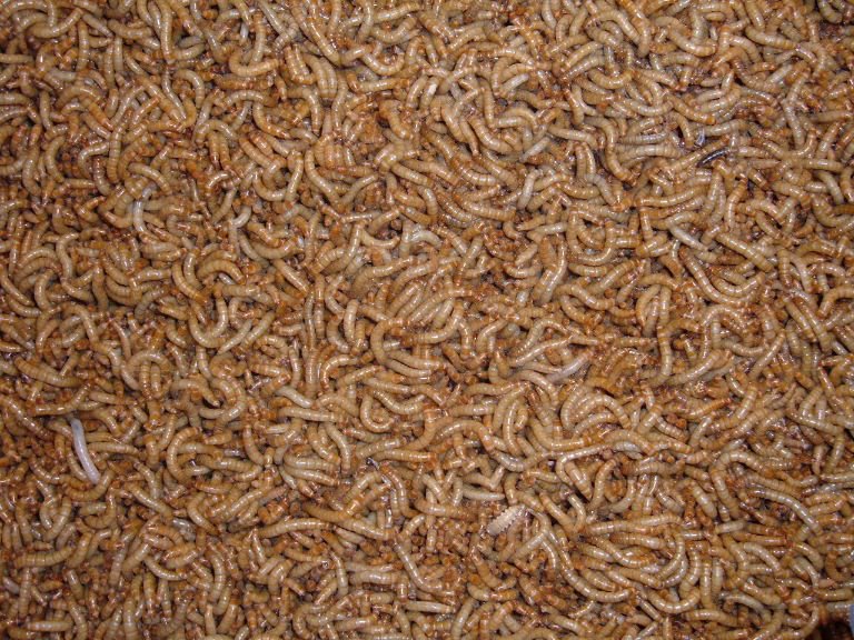 Live insects for feeding reptiles, available at Sydney Reptiles, providing a fresh and nutritious food source for Bearded Dragons, Bluetongue Lizards, and Monitor Lizards. Our live insects, including Wood roaches,  crickets, mealworms, and more, offer a natural, protein-packed diet to support your reptiles' health and vitality. Perfect for enriching your pet's diet and encouraging natural hunting behaviors in a safe and reliable way