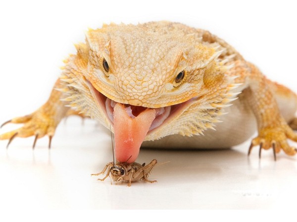 Live insects for feeding reptiles including Wood roaches, crickets, mealworms, black soldier fly Larvae and Superworms, provide a nutritious protein-packed diet to support your reptiles' health including Bearded Dragons, geckos, and other lizards.