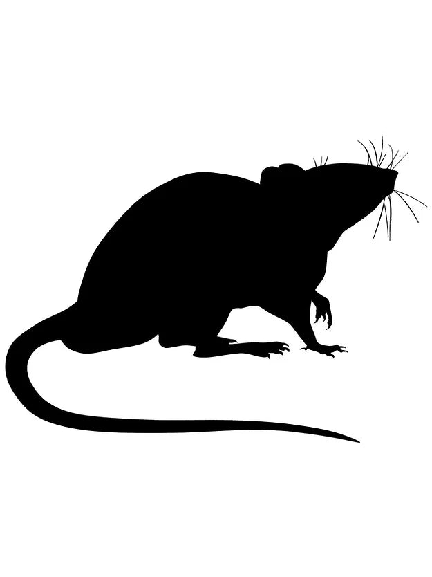 XL-Jumbo Adult Rat (Each)
