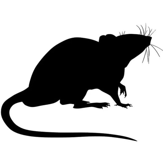 XL-Jumbo Adult Rat (Each)