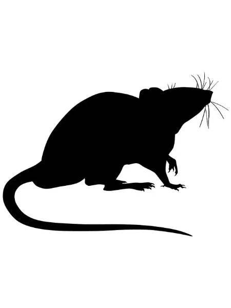 Jumbo Adult Rat (Each)