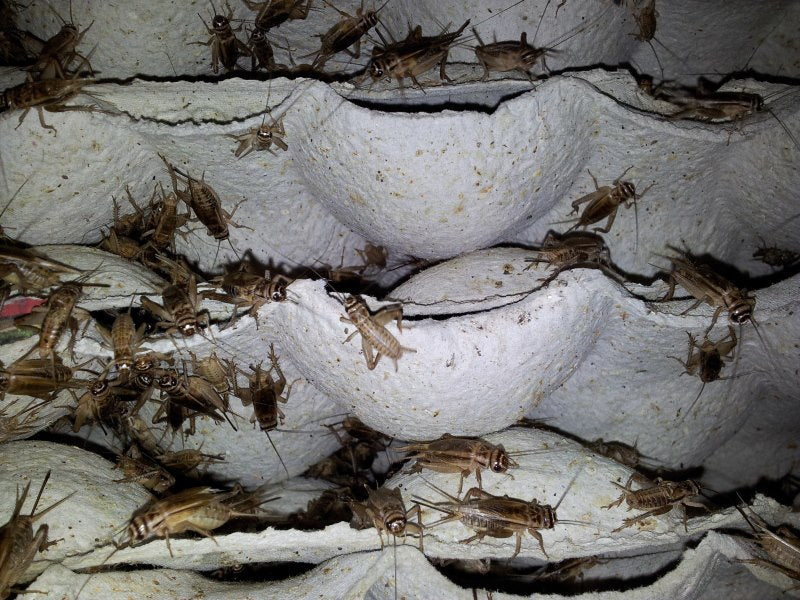 Crickets (retail tub)