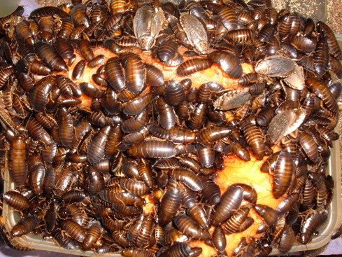 Wood Roaches (Bulk Bags)